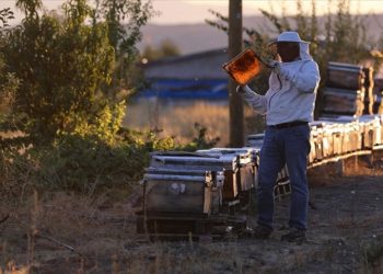 Arılarda verimi düşüren “nosema” hastalığına karşı gallik asidin iyileştirici etkisi saptandı
